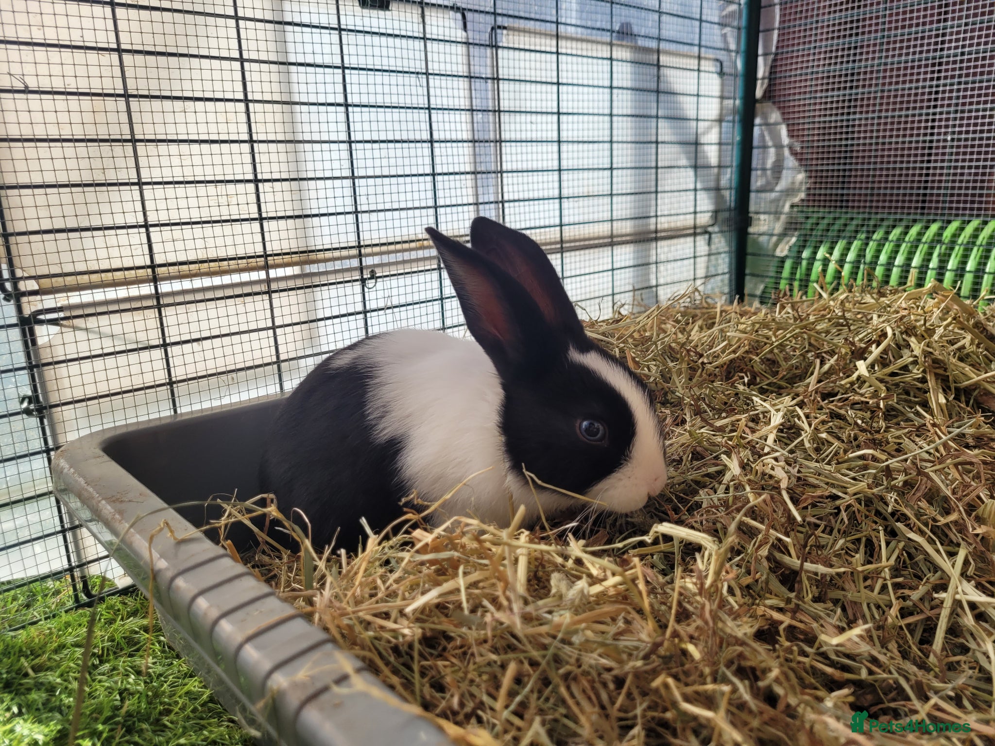 Mini Lop rabbits for sale: Adorable Mini Lop Mix Rabbits - READY JUNE 11TH - Advert 17