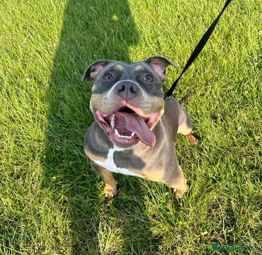 American Bully dogs for sale: Xena  in Leigh - Advert 1