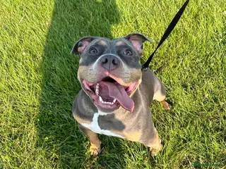 American Bully dogs Xena in Leigh - Advert 3