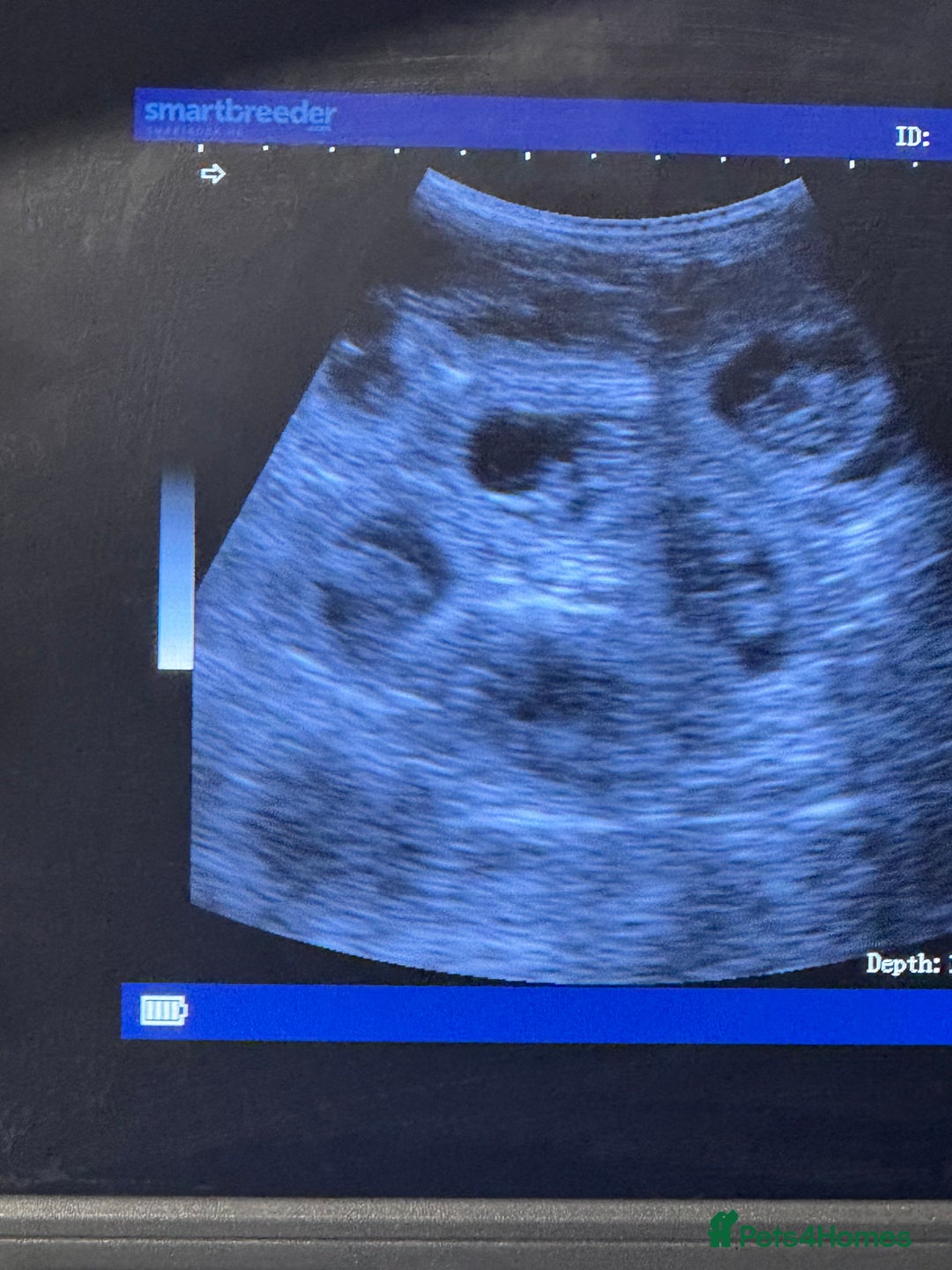 Dachshund dogs for sale: Dachshund Puppies – Waiting List Open 🐾 - Advert 2