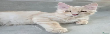 Maine Coon Ragdoll Mix Kitten Yellow 