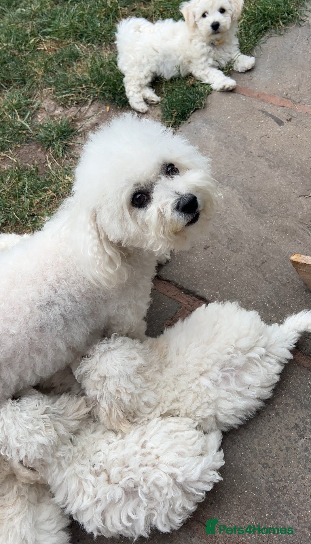 Bichon Frise dogs for sale: Bichon Frise Puppies  - Image 34