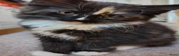 Norwegian Forest Cat cats for sale: Beautiful pedigree Norwegian Forest kittens  - Advert 19