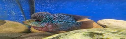 Cichlids fish for sale: Beatiful flower horn top grade  in Mexborough - Advert 1