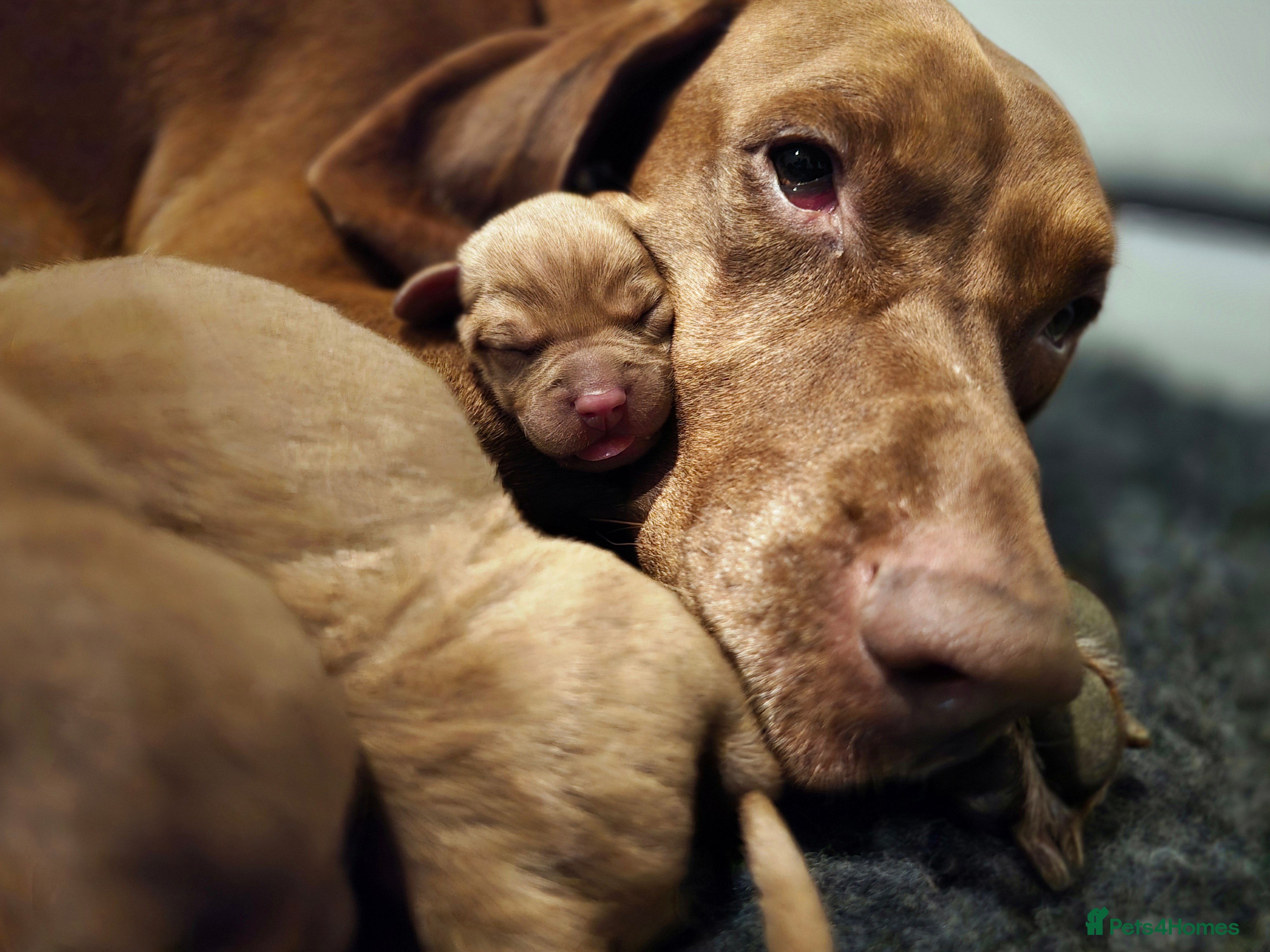 Hungarian Vizsla dogs Dual purpose Hungarian Vizsla Puppies - Advert 5