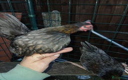 Chickens poultry for sale: 2 handsome serama Cockerells - Image 4