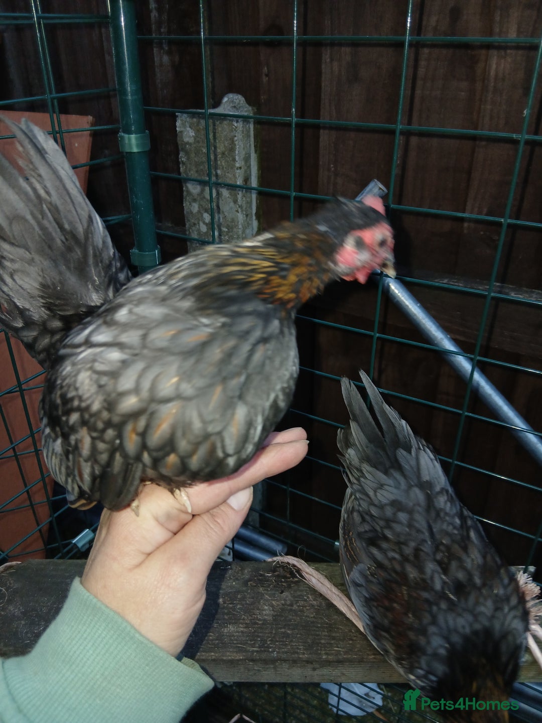 Chickens poultry for sale: 2 handsome serama Cockerells - Image 4