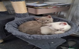 British Shorthair cats for sale: Adorable British short-hair kittens - Image 6