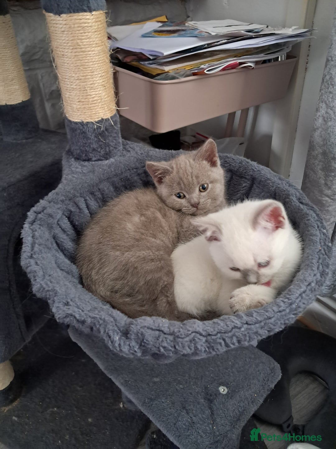 British Shorthair cats for sale: Adorable British short-hair kittens - Image 6
