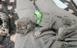 Great Dane dogs for sale: Great dane puppies  - Image 12