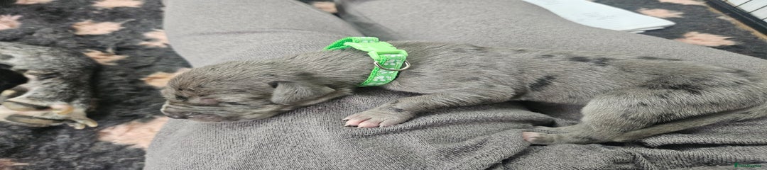 Light green boy- merle