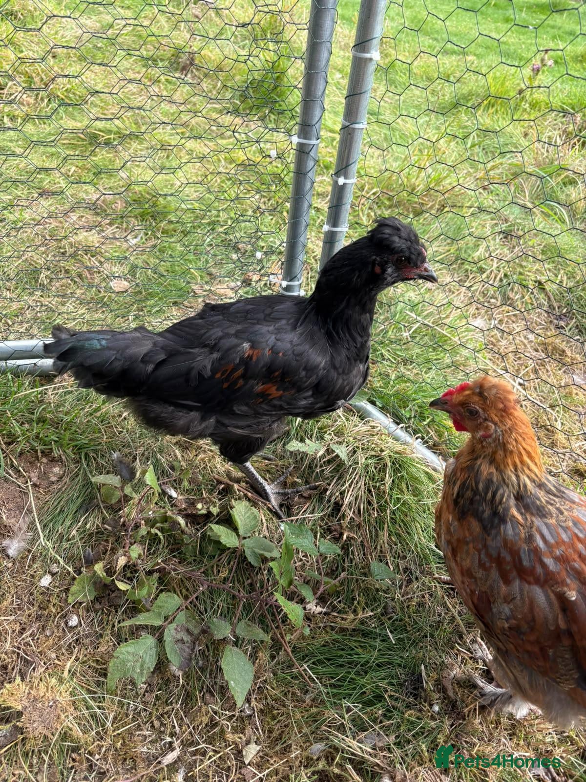 Chickens poultry Easter egger chickens - Advert 1