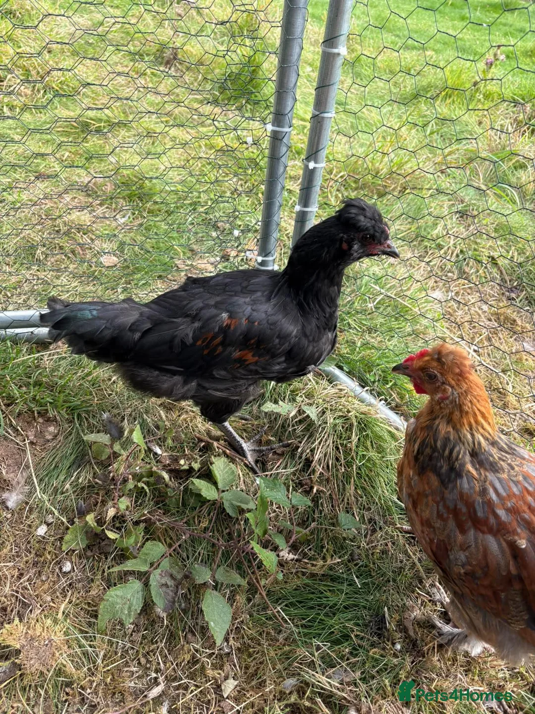 Chickens poultry for sale: Easter egger chickens in Kelso - Advert 1