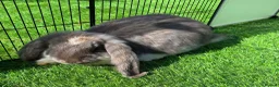 French Lop rabbits for sale: Pure French lop - Advert 3