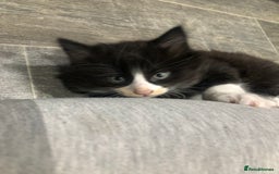 Domestic Shorthair cats for sale: 5 Beautiful kittens for sale  - Image 5