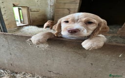 Cocker Spaniel dogs for sale: Cocker Spaniel Puppies  - Image 5
