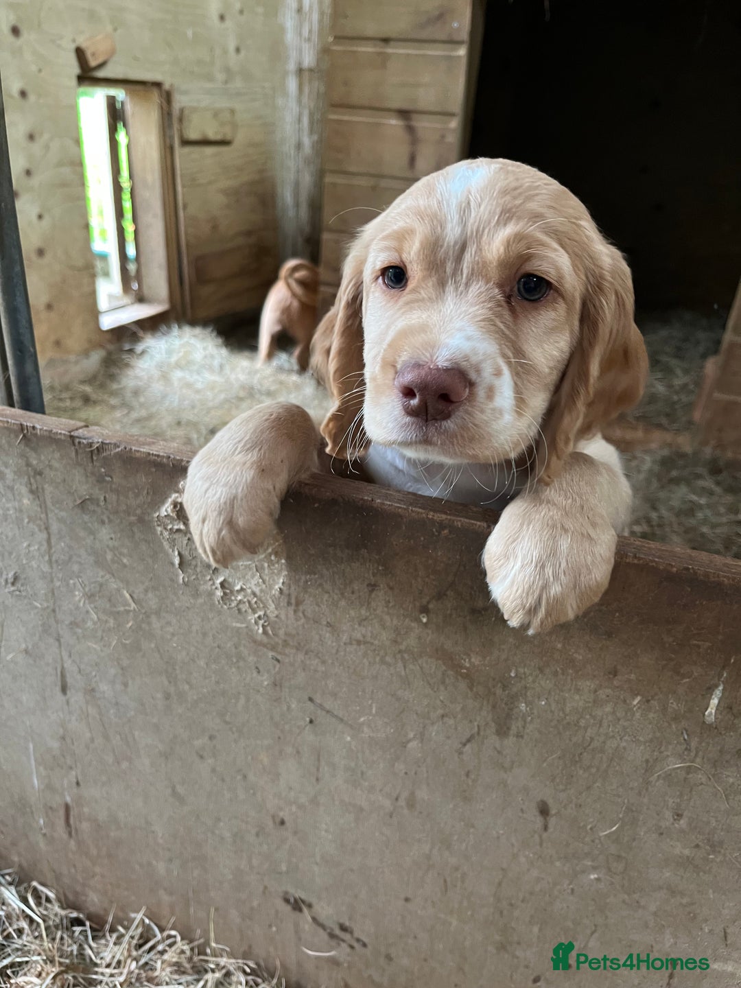 Cocker Spaniel dogs for sale: Cocker Spaniel Puppies  - Image 5