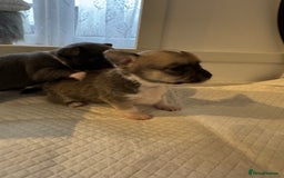 Chihuahua dogs for sale: 3 chihuahua puppies - Advert 4