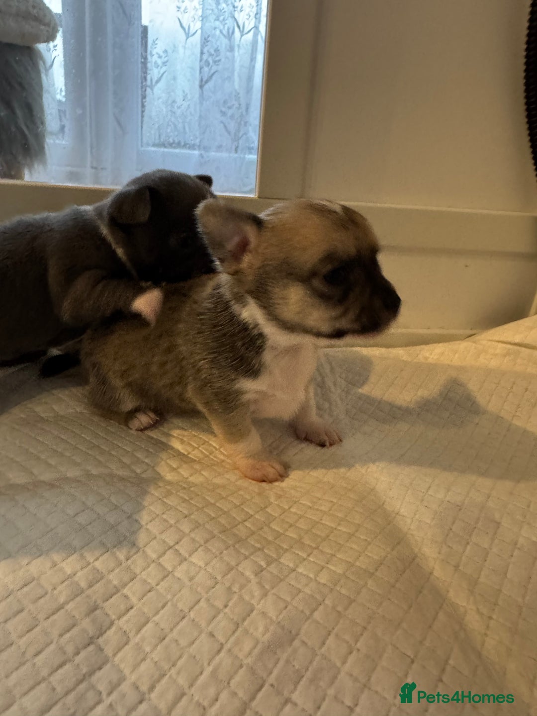 Chihuahua dogs for sale: 3 chihuahua puppies - Advert 4