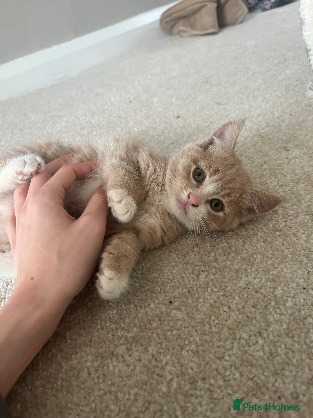 Mixed Breed cats for sale: 2 Blonde Kittens - Male and Female - Advert 9