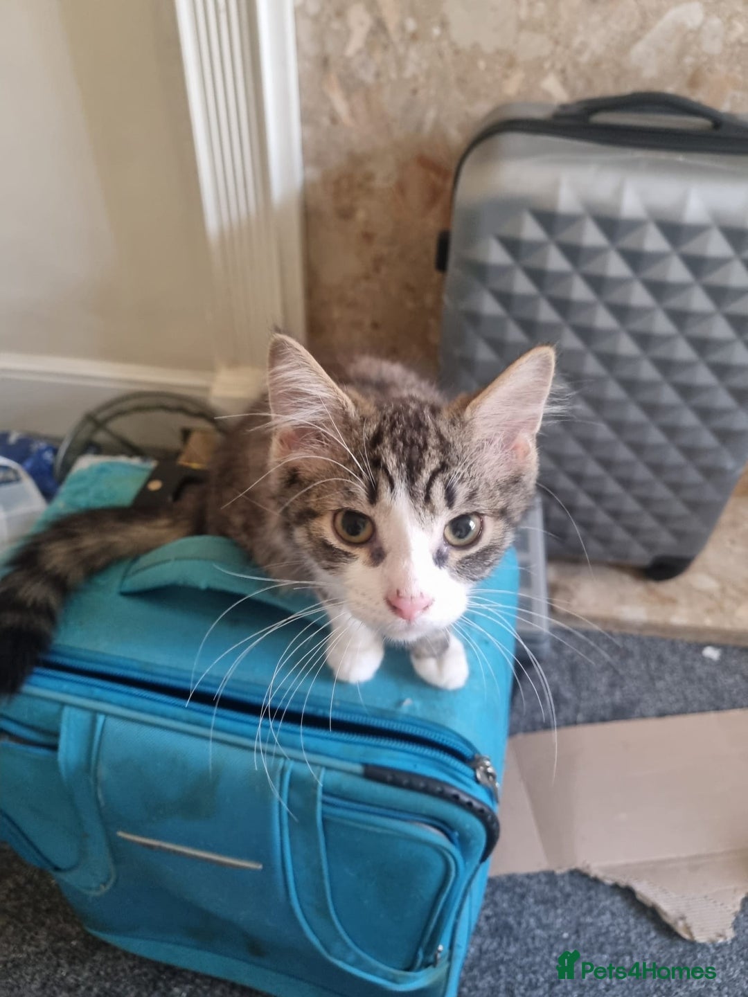 Mixed Breed cats for sale: Kittens for sale  - Image 4