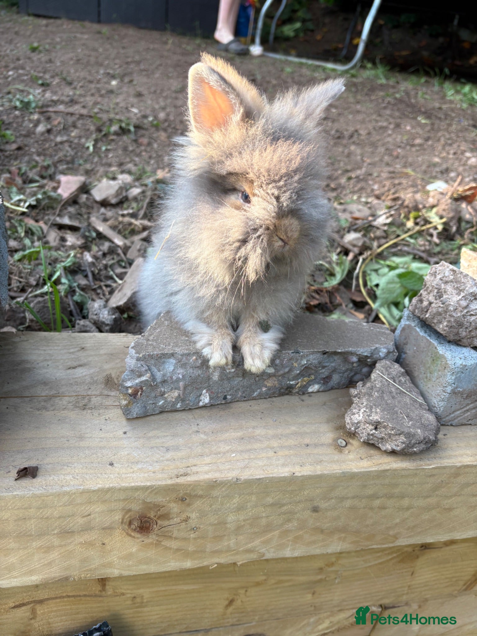 Angora rabbits One angora buck reduced  - Advert 4