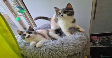 British Shorthair cats - Advert 3