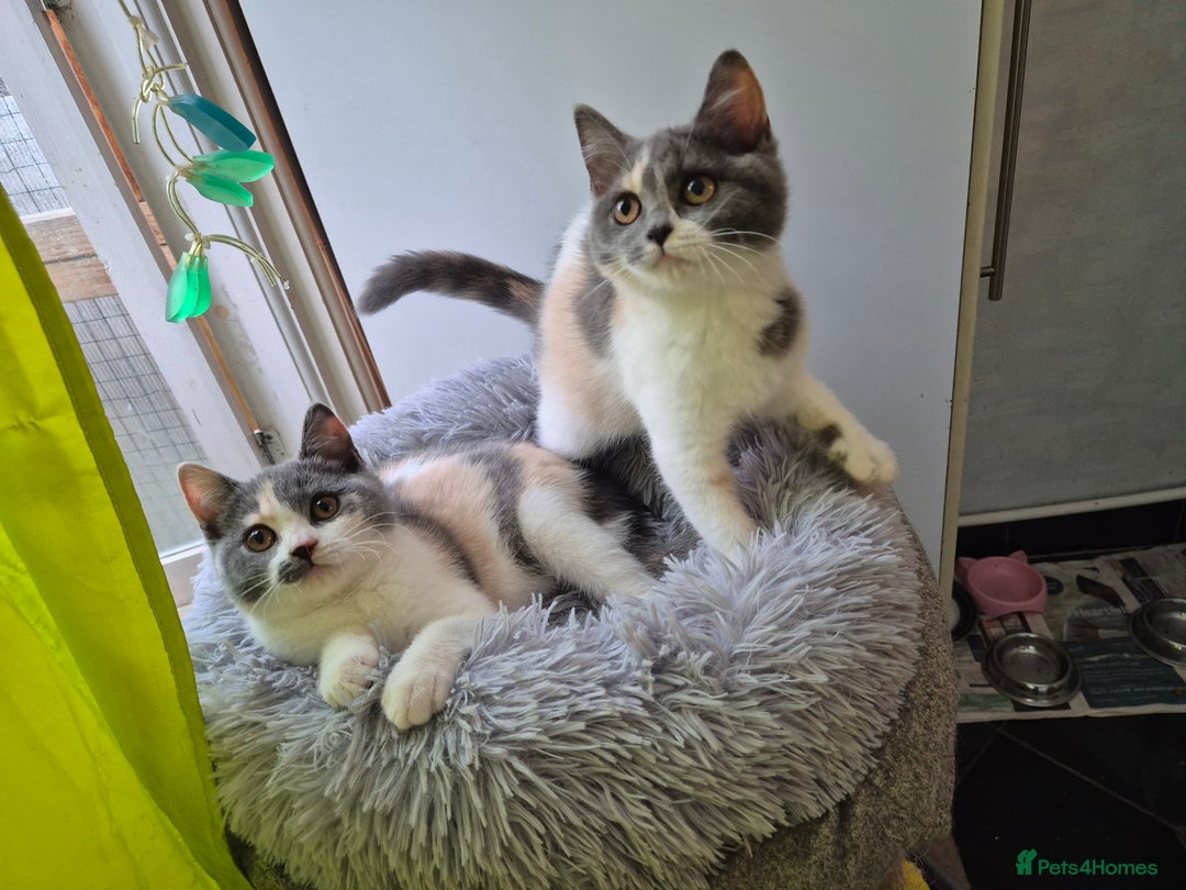 British Shorthair cats for sale: BSH from GCCF parents, champions in pedigree - Image 15