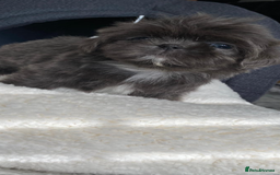 Shih Tzu dogs for sale: Shih tzu furbabies  - Image 7