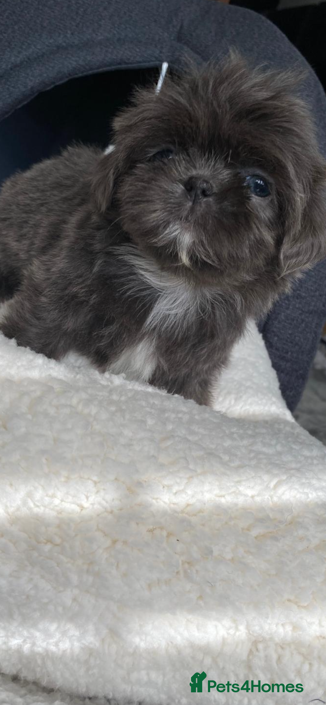 Shih Tzu dogs for sale: Shih tzu furbabies  - Image 7