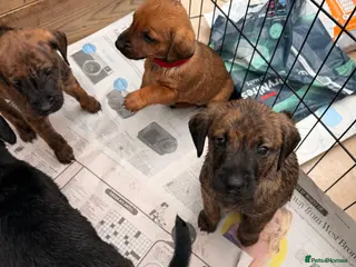 Mixed Breed dogs Patterdale X puppies - only 1 girl left! - Advert 17