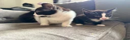 Mixed Breed cats for sale: 3 female kittens  - Advert 8