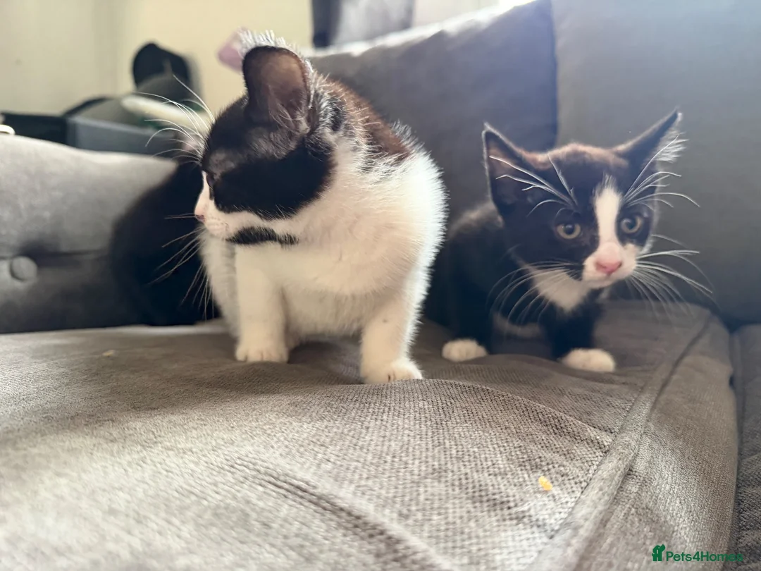 Mixed Breed cats for sale: 3 female kittens  - Advert 8