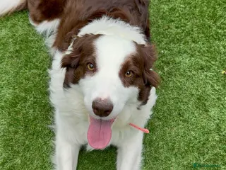 Border Collie dogs Stella Needs a Loving Forever Home - Advert 1