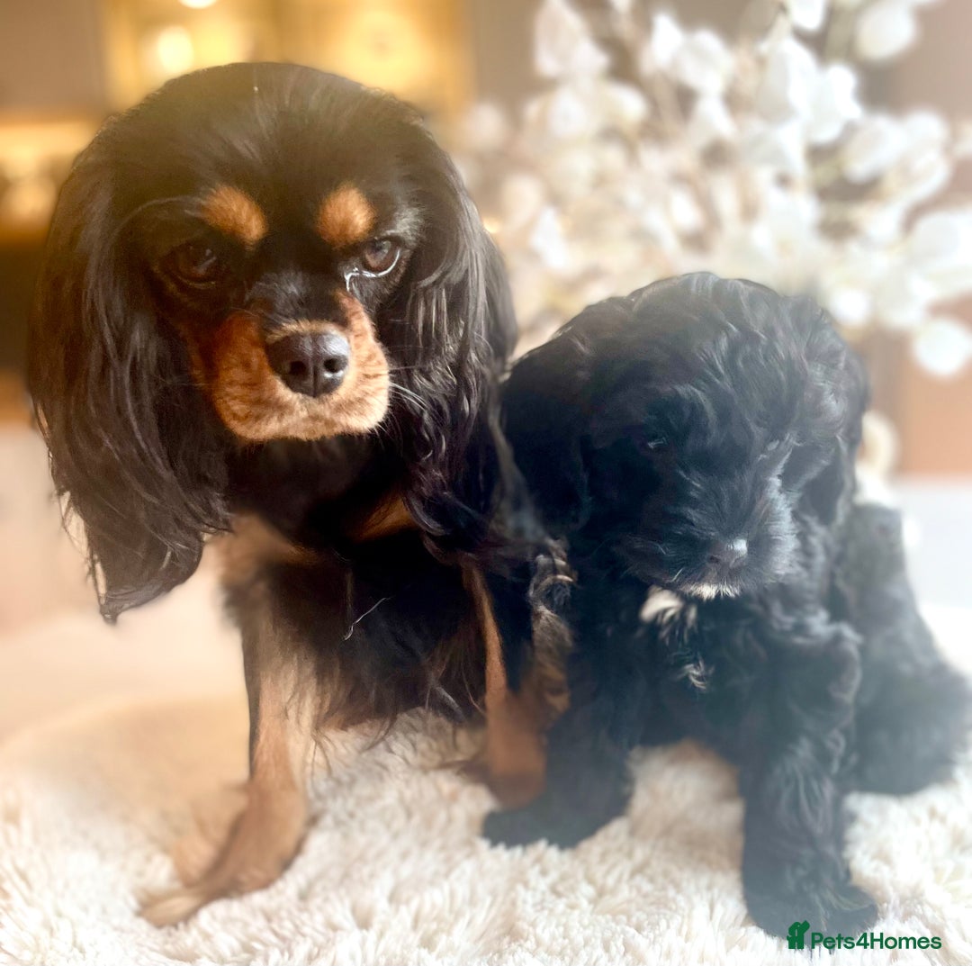 Cavapoo dogs for sale: F1 Cavapoo - Advert 6