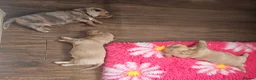 Miniature Dachshund dogs for sale: Miniature Dachshund  - Advert 23
