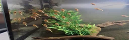 Plecos fish for sale: L144 Blue eyed lemon bristlenose pleco  - Advert 7