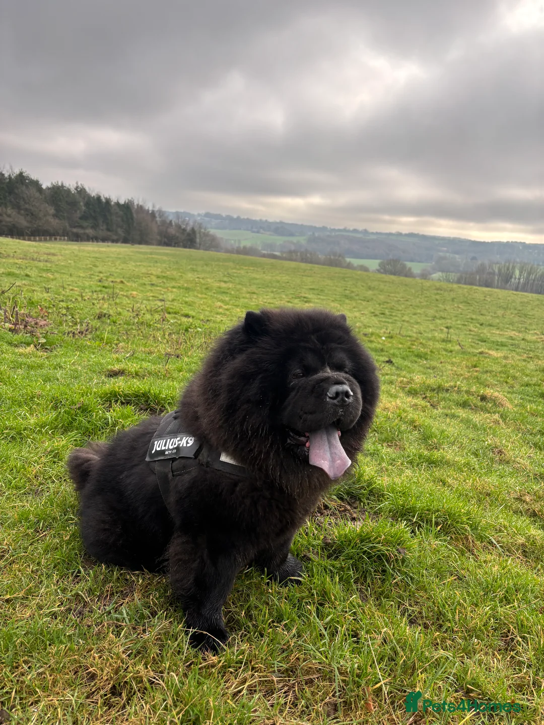 Chow Chow dogs for stud: Sully - Advert 1