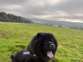 Chow Chow dogs Sully - Advert 1