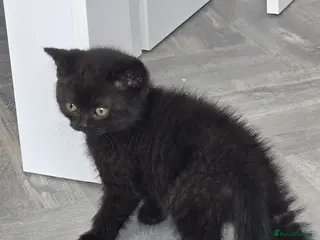 British Shorthair cats Last 2 BSH ready tomorrow - Advert 11