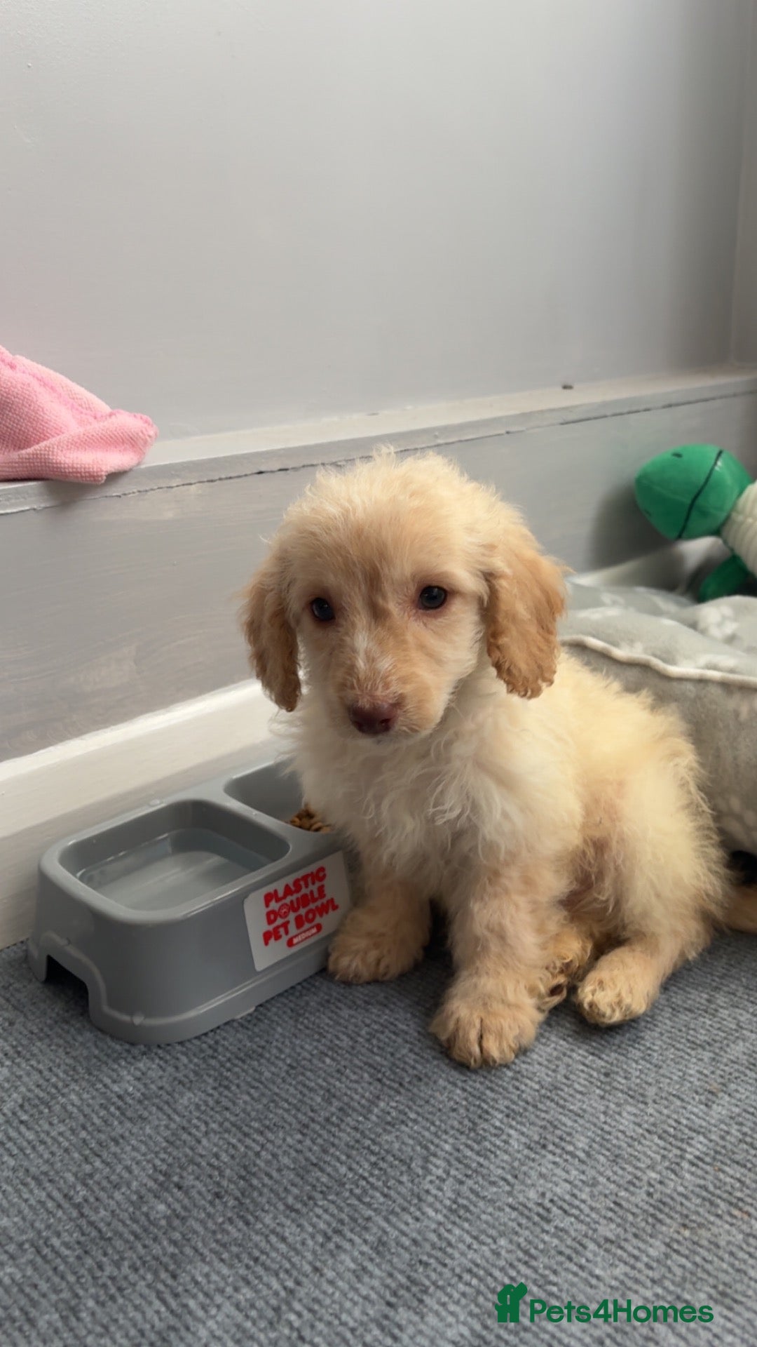 Cockapoo dogs for sale: Mylo ( need gone asap)  - Advert 15