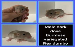 Rat rodents for sale: Adorable dumbo baby rates for sale ♥️ - Advert 15