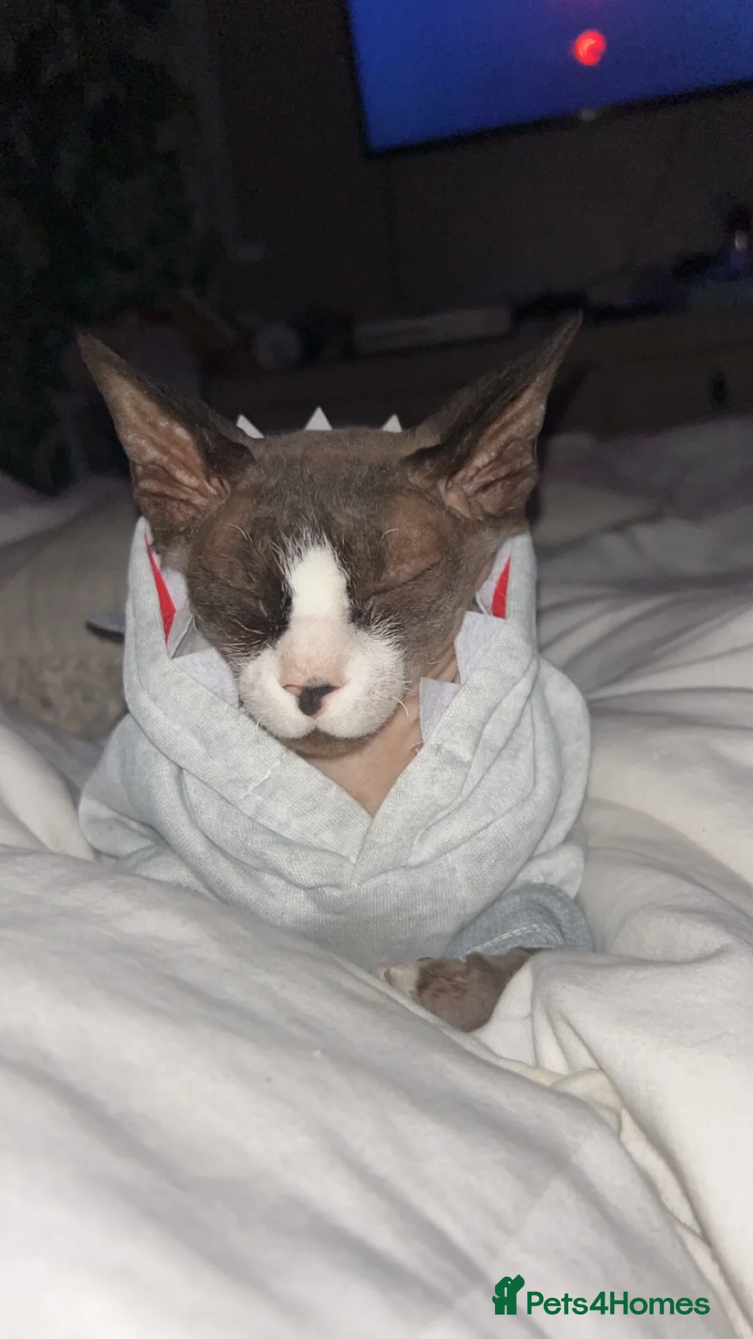 Sphynx cats for sale: 2x Sphynx for rehoming  in Merthyr Tydfil - Advert 2
