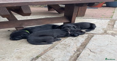 Mixed Breed dogs - Advert 14