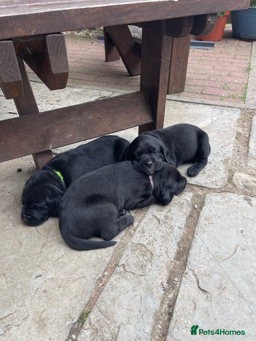Mixed Breed dogs for sale: river - Image 2