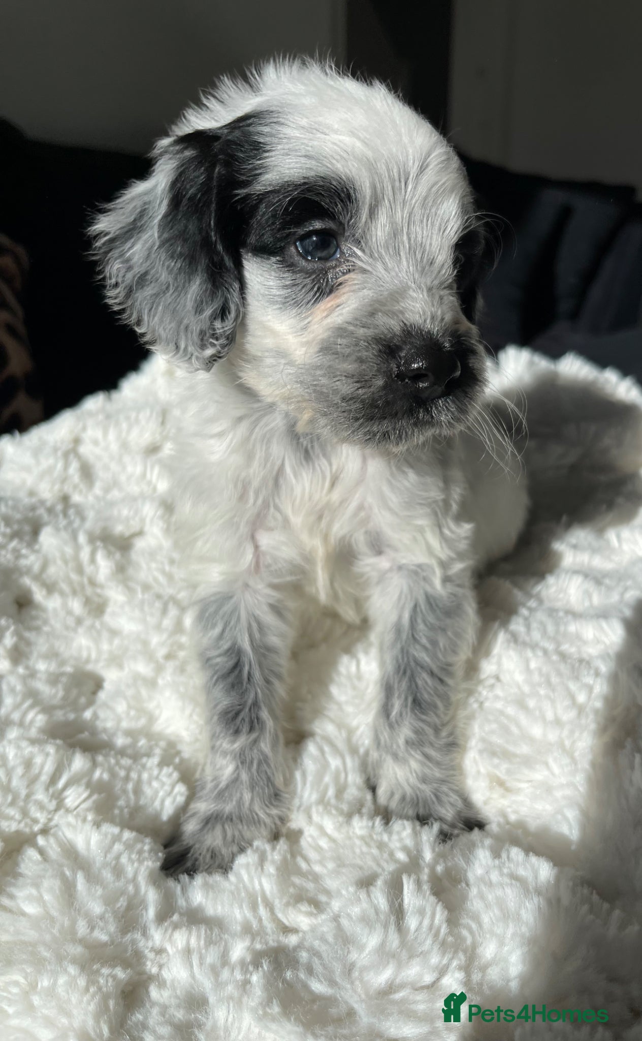 Cockapoo dogs Cockapoo puppies  - Advert 6