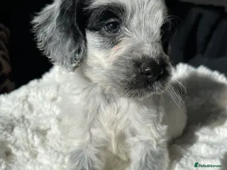 Cockapoo dogs Cockapoo puppies - Advert 6