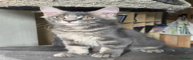 Friendly silver tabby boy