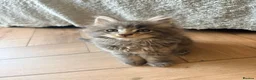 Maine Coon cats for sale: READY NOW. Tica registered mainecoon kittens - Advert 24