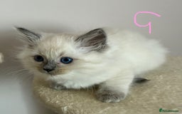 Ragdoll cats for sale: Pure Ragdoll Kittens *Ready for their new home* - Image 10